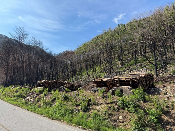 사진1.경북 산불피해목 제거 후 집재(경북 영양).JPG