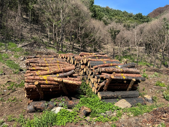 사진2.경북 산불피해목 제거 후 집재(경북 영양).JPG