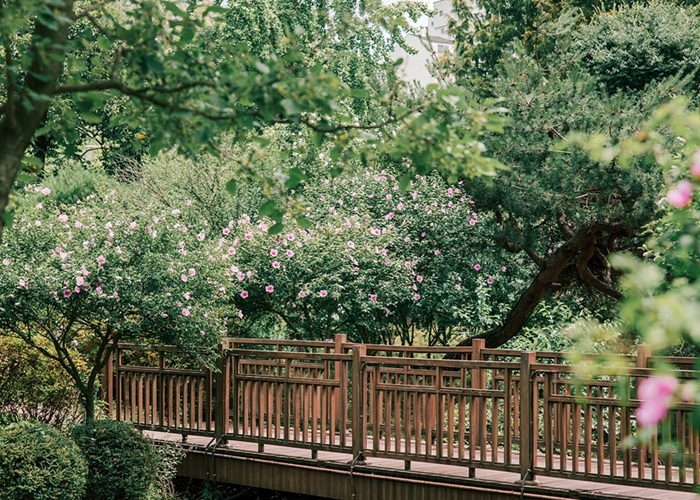 4.무궁화 만개한 8월, 대전의‘나라꽃 명소’로 떠나 보세요 - 무궁화꽃길(송촌동 선비마을 송촌체육공원).jpg