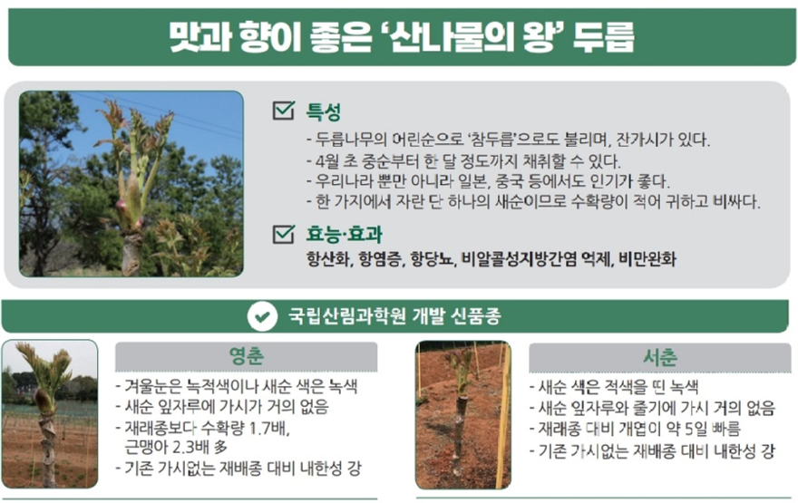 맛과 향이 좋은 `산나물의 왕` 두릅.jpg