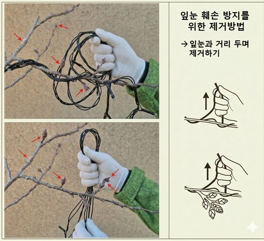잎눈 피해 방지를 위한 전구 제거 방법.jpg