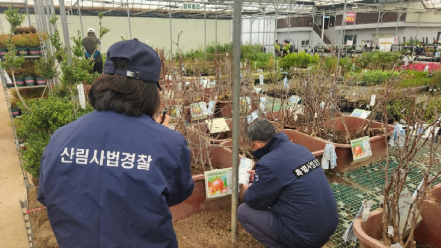 사진자료1_묘목시장 유통단속(품질표시 확인).jpg