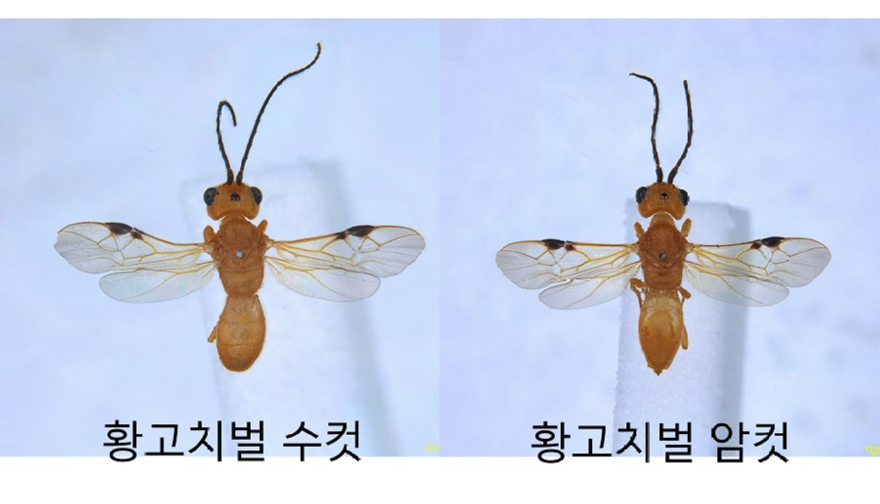 황고치벌 수컷 및 암컷-01-01.jpg
