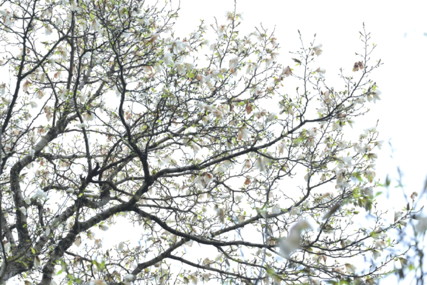 최고령 목련 개화-01-03.jpg