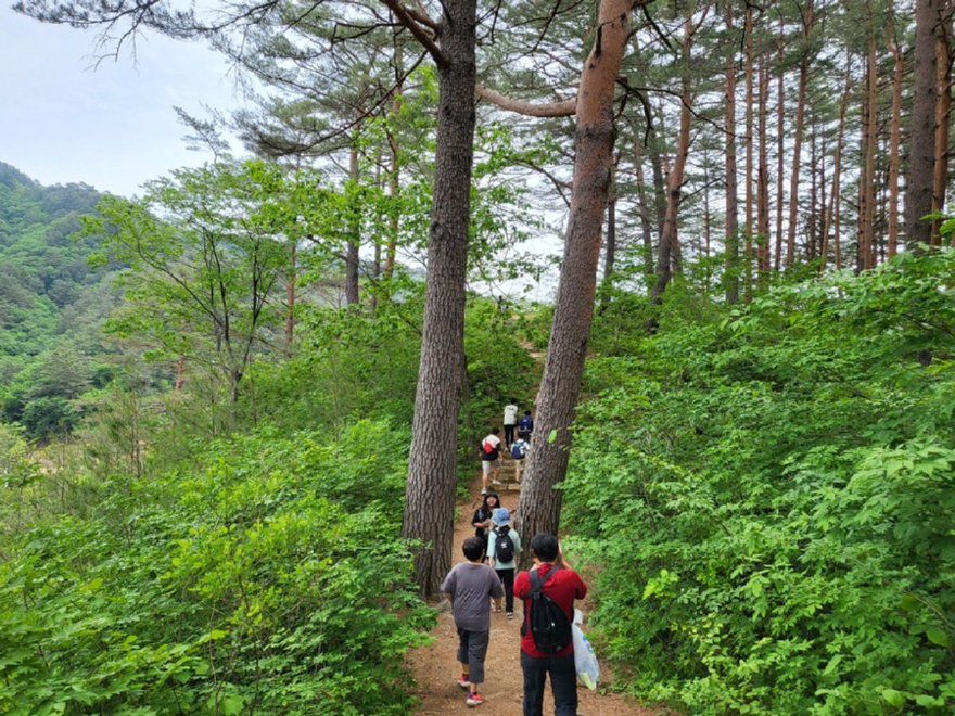 사진3.산림유전자원보호구역 울진군 금강소나무 숲.jpg
