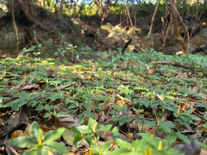 제주고사리삼 소규모 군락.jpg