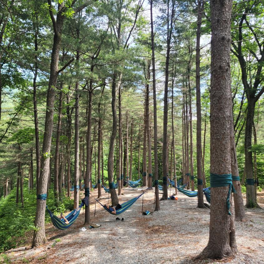 숲 속 인자를 활용한 산림치유 프로그램. 한국산림복지진흥원 국립진안고원산림치유원 제공.jpg