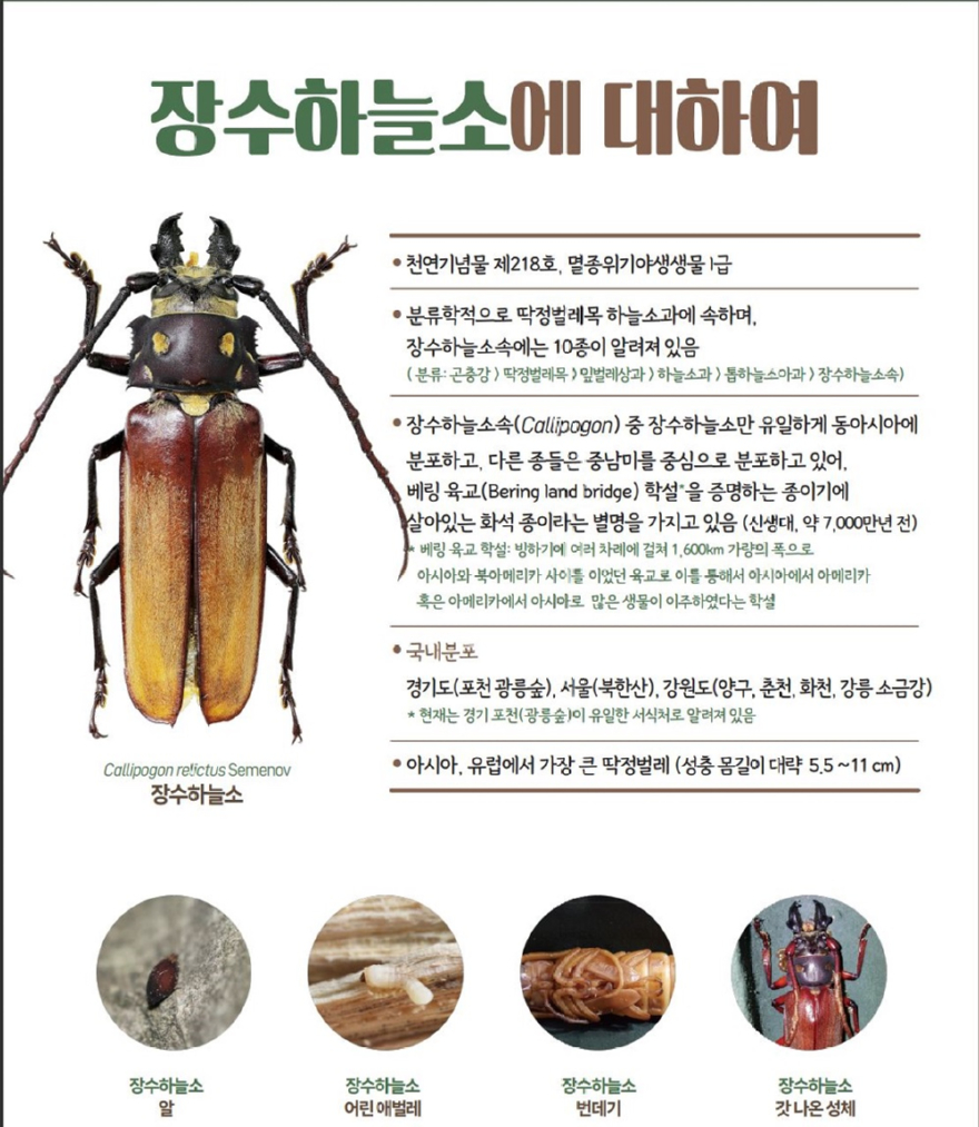 장수하늘소란.JPG