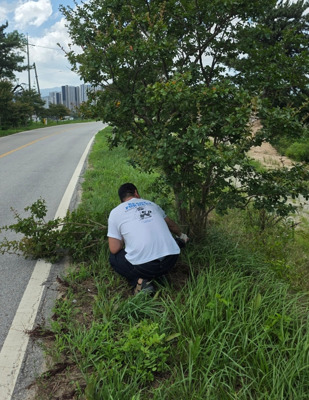 28일(홍북읍 군도4호 베롱나무 명품길 도로 경관 완성!3)_홍북읍 소속 공무원이 칡넝쿨과 잡목 제거하는 모습.jpg