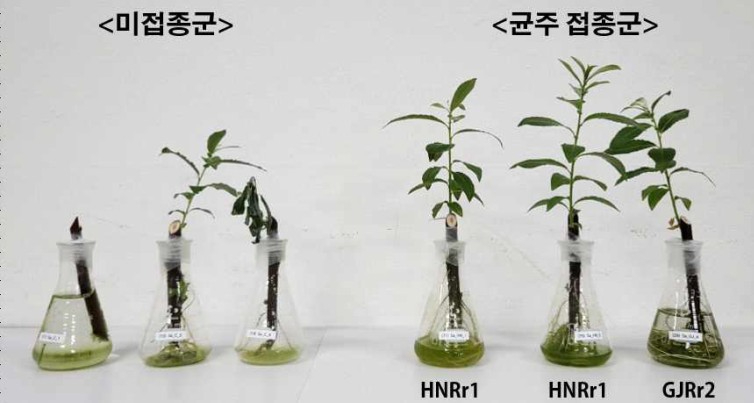 과학원 포플러.jpg