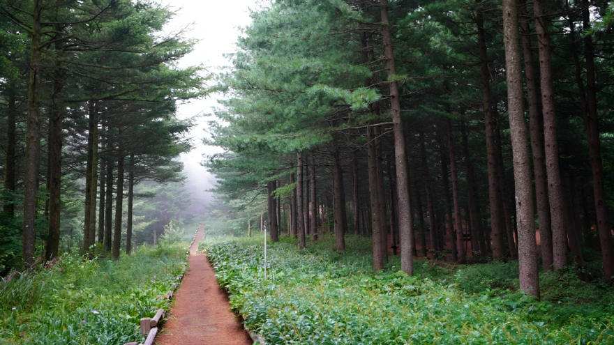 3.사진-최우수상(잣나무가 지켜주는 임산물).jpg