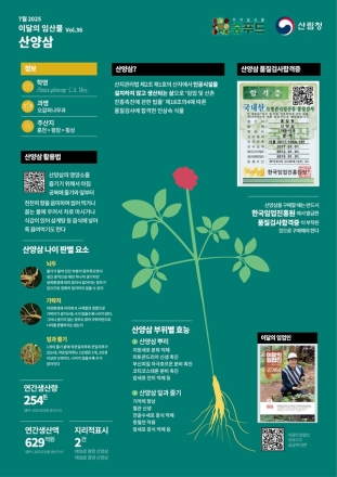 산림청, 7월 이달의 임산물로 ‘산양삼’ 선정