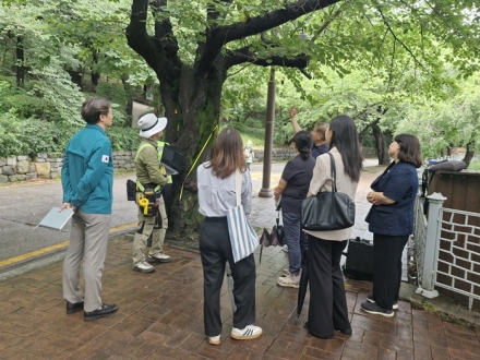 수원시, 팔달산로 왕벚나무 200주 건강 진단