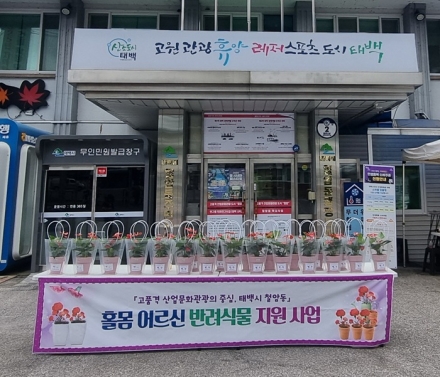 태백시 철암동, 홀몸 어르신 반려식물 키우기 지원사업 실시