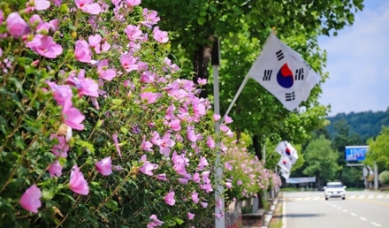 무궁화 만개한 8월, 대전의‘나라꽃 명소’로 떠나 보세요