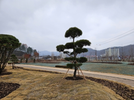 이용제 평창전문임업인협회장, 평창치유정원에 명품 소나무 기증