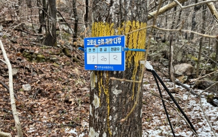 영주국유림, 고로쇠 수액 1.1만 리터 양여… “산촌 소득 효자 노릇”