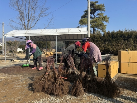 삼척국유림관리소, 묘목 4천주 무료 배부