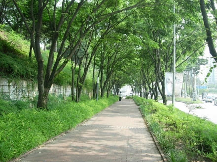 산림청, 체계적 가로수 관리로 도심 경관 개선 성과