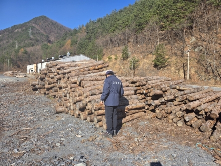 태백국유림관리소, 소나무류 무단 이동 특별단속 실시