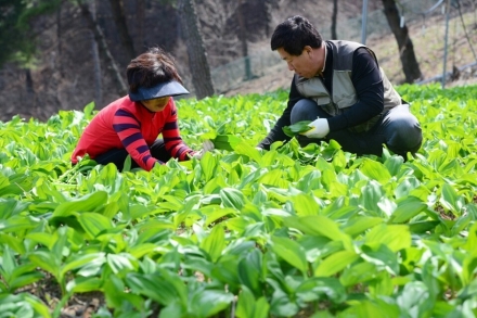 산림청, 임업직불금 의무사항 완화로 임업인 부담 경감v