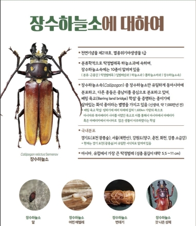 국립수목원, 장수하늘소 인공사육 8개월로 단축… 복원기술 고도화