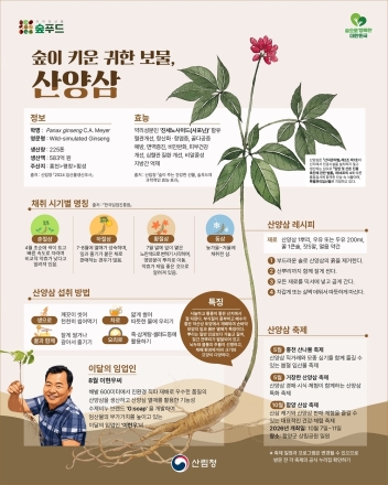 산림청, 8월 대표 임산물로 ‘산양삼’ 소개