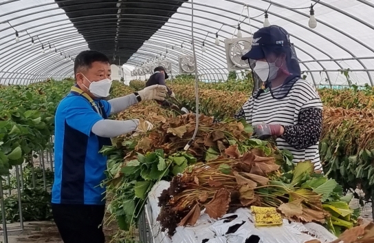 양산산림항공관리소, 여름철 1사1촌 농가일손돕기 적극 실시