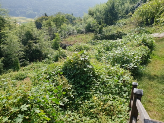 한려해상국립공원, 생태계교란식물 제거에 구슬땀