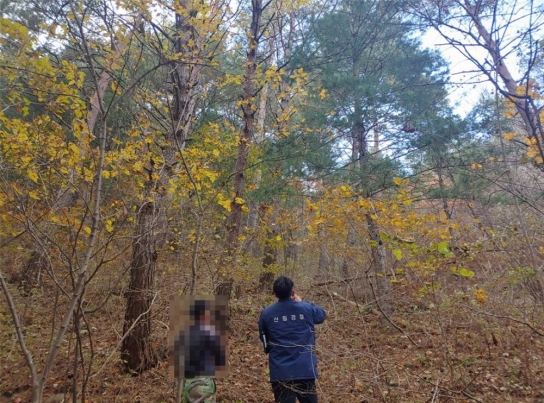 정선국유림관리소, 임산물 불법채취 2건 조사중
