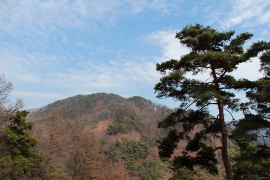 12월의 국유림 명품숲, 충주 ‘오청산 소나무 숲’ 선정