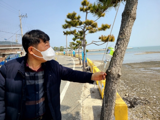 장흥군, 상반기 가로수 집중방제 실시