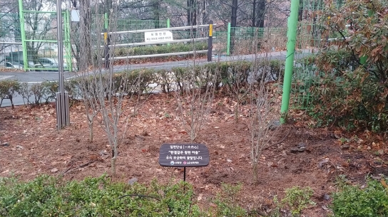산림청ㆍLG상록재단 나라꽃 피는 학교 만들기 나서
