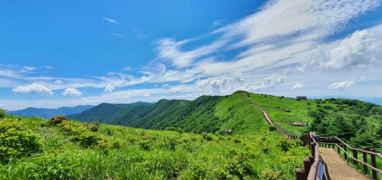소백산국립공원 여름 야생화 개화 소식