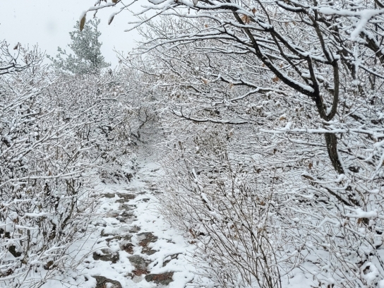 오대산국립공원 노인봉 일대 첫 눈