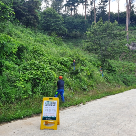 강릉국유림, 도로변 등 덩굴류 제거사업 완료