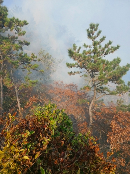전남 완도 산불발생... 1시간 40분만에 주불 진화완료