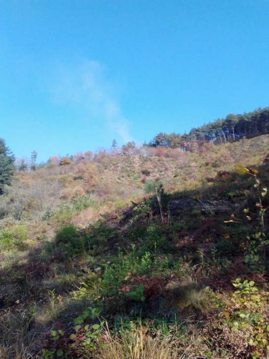 충남 서천군 산불발생... 41분만에 주불 진화완료