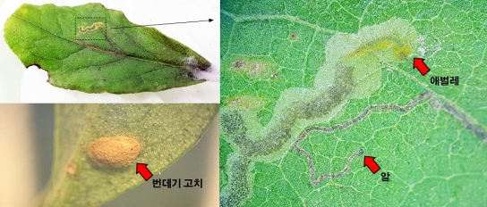 식물 잎에 낙서를 남기는 곤충의 정체를 찾았다.