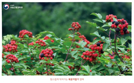 국립산림과학원, 고창 복분자딸기 재배 현장 문제 해결 나선다