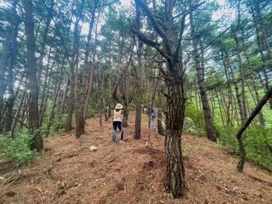 국유림 산불 예방하고 잣, 송이 양여 받으세요