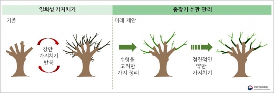 계획적인 가로수 가지치기로 시민 안전 높인다
