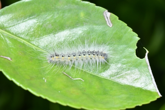 산림청, 미국흰불나방 발생 예보 관심에서 경계 단계로 상향