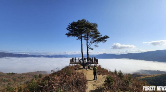 [이달의숲길]겨울이 가장 먼저 찾아오는 국가숲길 DMZ펀치볼둘레길