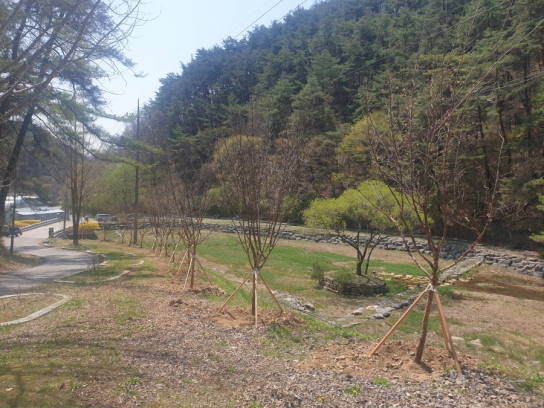 영월군, 버려질 수목 재활용으로 예산 6천만 원 절감