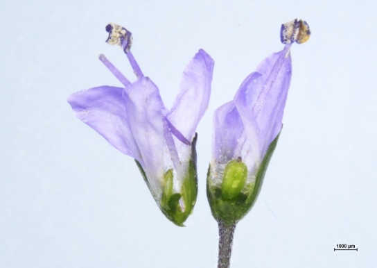 산꼬리풀의 재발견! 꿀 생산량 우수해