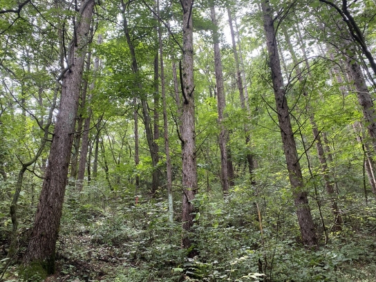 디지털 산림조사! 라이다(LiDAR)로 선도