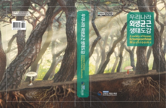 가을철 독버섯 주의, 야생버섯 함부로 먹지 말아야