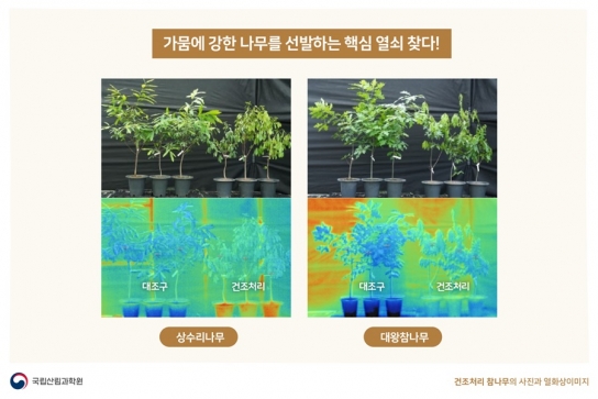 가뭄에 강한 나무를 선발하는 핵심 열쇠 찾다!