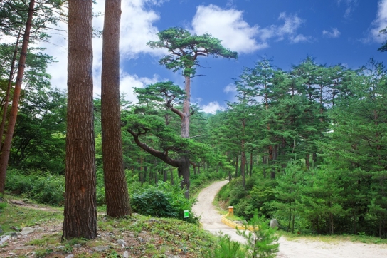 국산 목재산업 활성화, 경북이 선도한다!